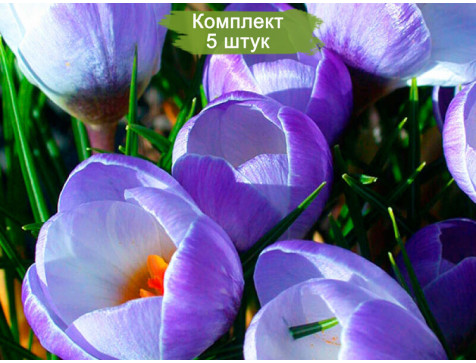 Комплект 5шт  / Крокус крупноцветковый Блю Перл